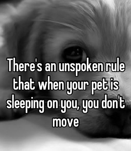 Dog Owners Will Understand (21 Pics) | Pleated Jeans