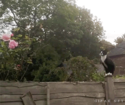 tumblr_mwzkhrBzva1s2yegdo1_400.gif