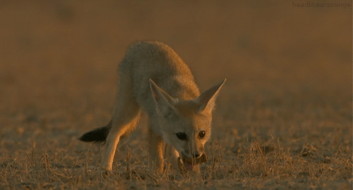 An Ode to the Fennec Fox (18 Pics) | Pleated Jeans