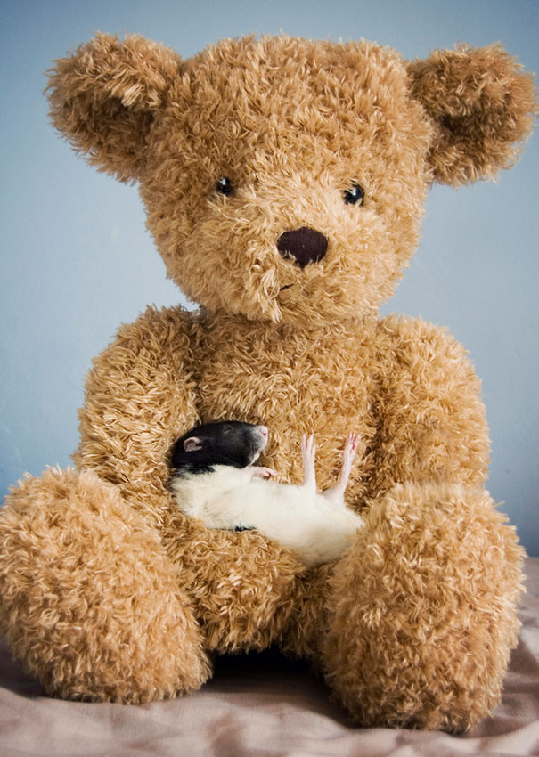 pet rat with teddy bear