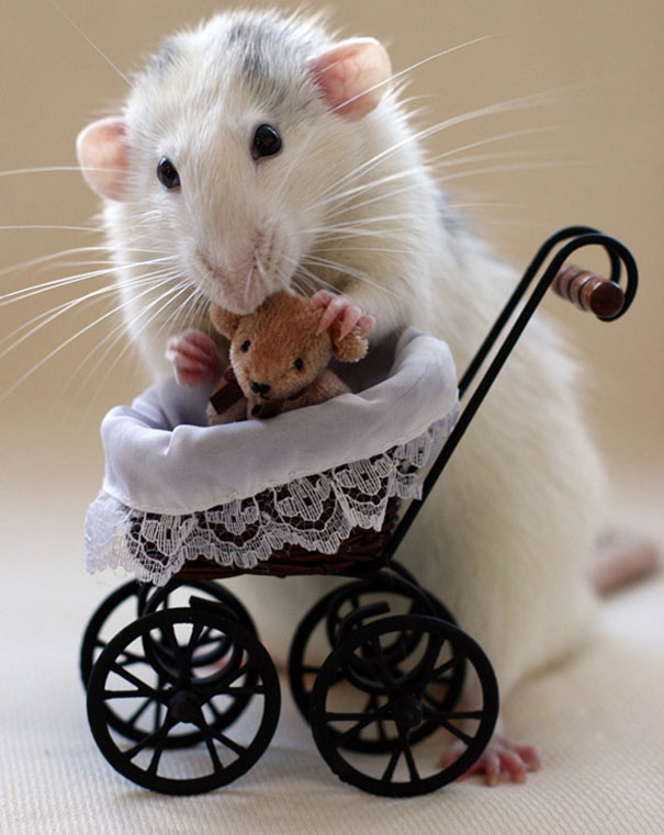 tiny teddy bears for rats