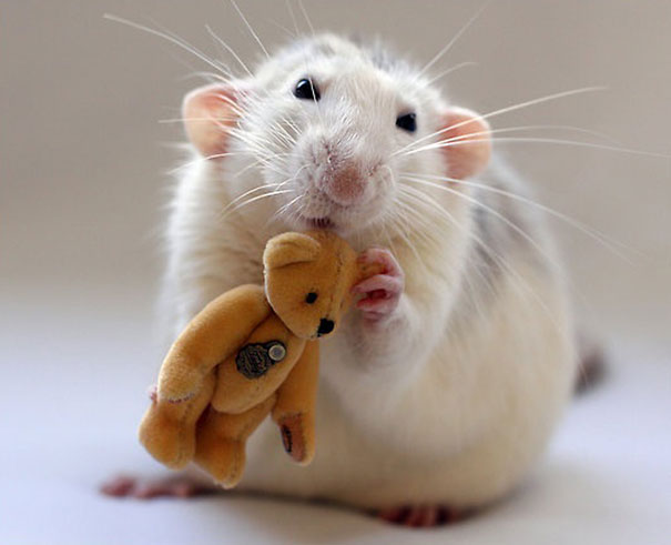 pet rat with teddy bear