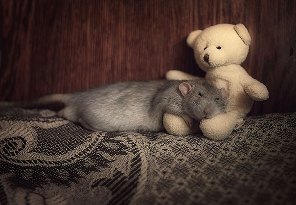 rats with teddy bears
