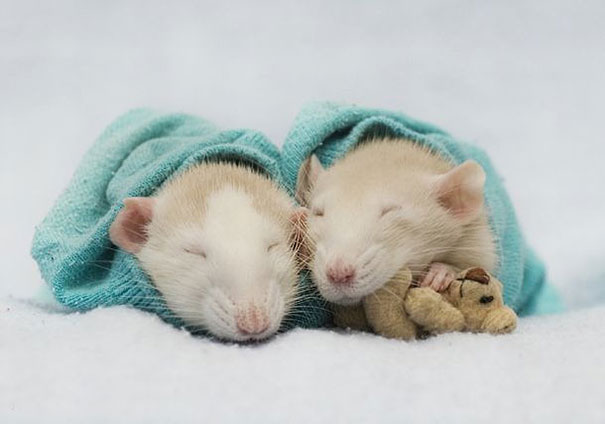 pet rat with teddy bear