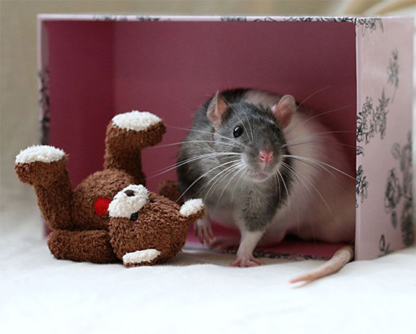 pet rat with teddy bear