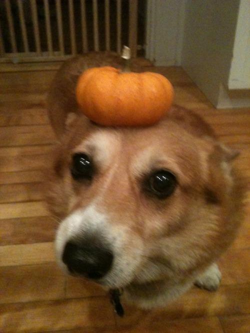 Corgi Has Innate Talent for Balancing Things on Her Head (26 Pics