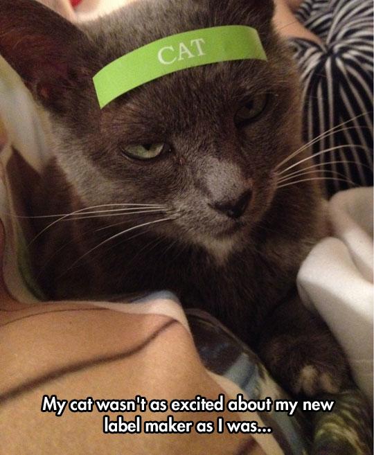 funny-cat-forehead-label-angry-1.jpg