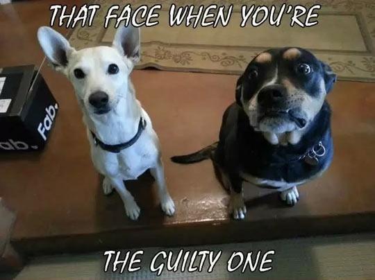 funny-dog-faces-guilty-sad-1.jpg