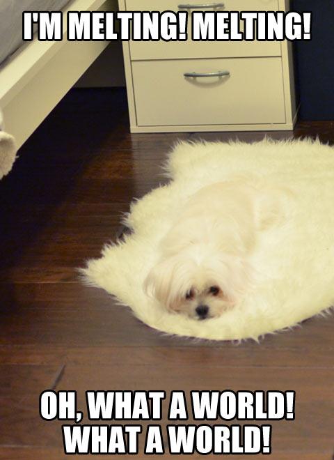 funny-dog-melting-carpet-fur-1.jpg