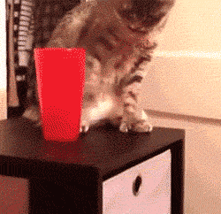 funny-gif-cat-throwing-glass.gif