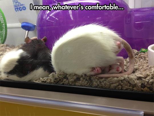 funny-rat-comfortable-sleep-tail-1.jpg
