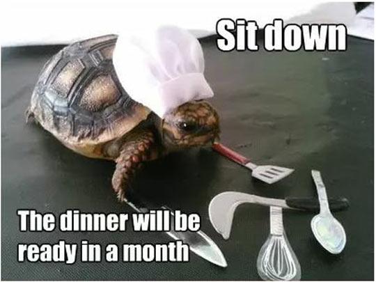 funny-turtle-chef-dinner-slow-cooking-1.jpg