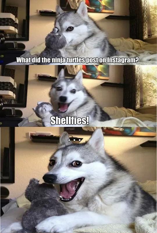 http://www.pleated-jeans.com/wp-content/uploads/2014/02/funny-dog-Alaskan-Klee-Kai-joke-1.jpg