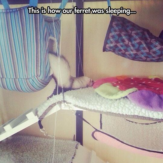 funny-ferret-inventive-sleep-position-bed-1.jpg