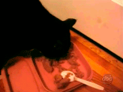funny-gif-cat-mouse-steal-food.gif