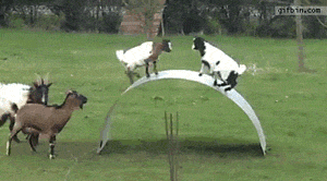 funny-gif-goat-game-farm-jump.gif