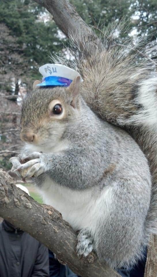 Sneezy the Squirrel Loves Wearing Hats (15 Pics) Pleated Jeans