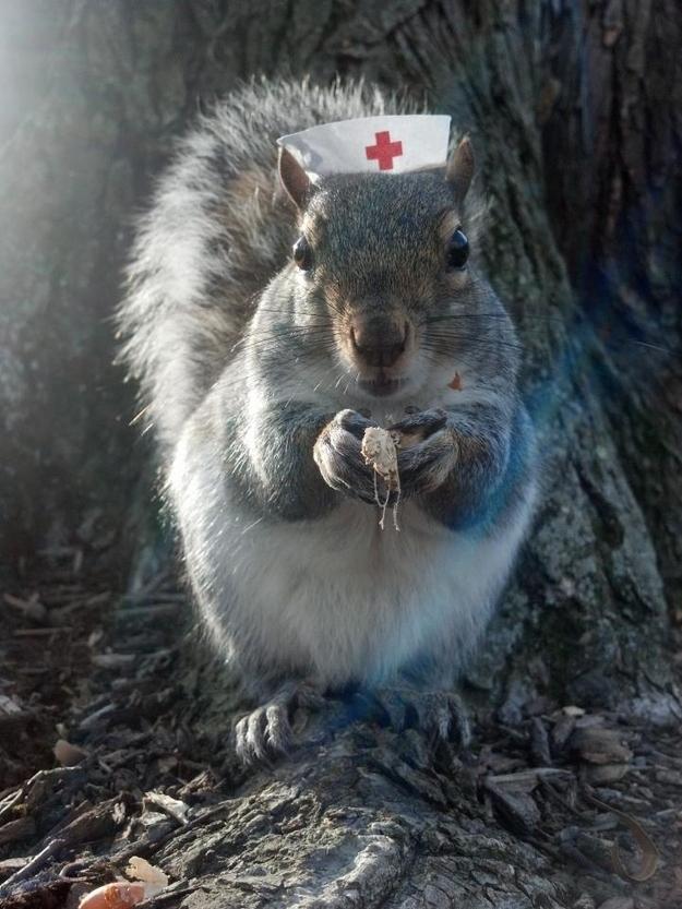 Sneezy the Squirrel Loves Wearing Hats (15 Pics) | Pleated Jeans
