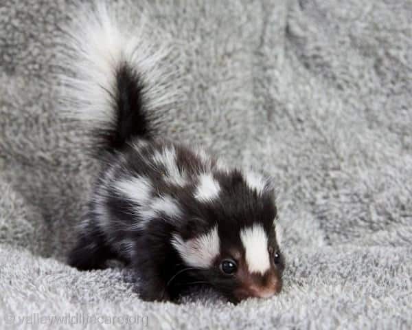 17 Baby Skunks That Will Make You Feel Better About Life | Pleated Jeans