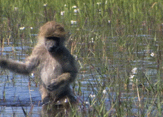 trying-to-avoid-puddles-of-slushy-snow.gif