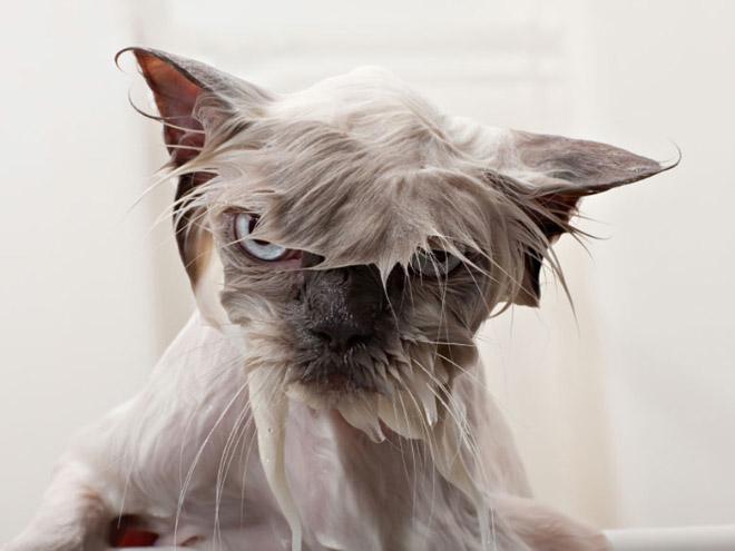 Bilderesultat for cats hate bathing