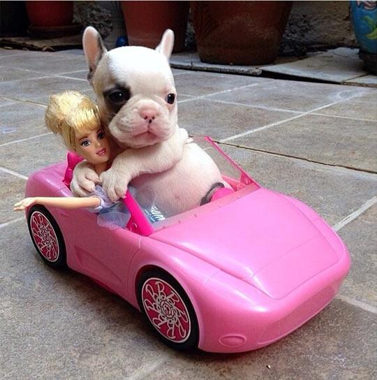 cute-french-bulldog-riding-Barbie-car-1.jpg