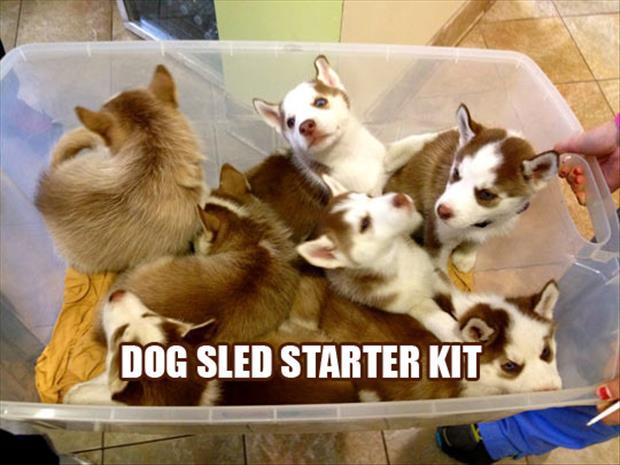 dog-sledding-starter-kit-1.jpg