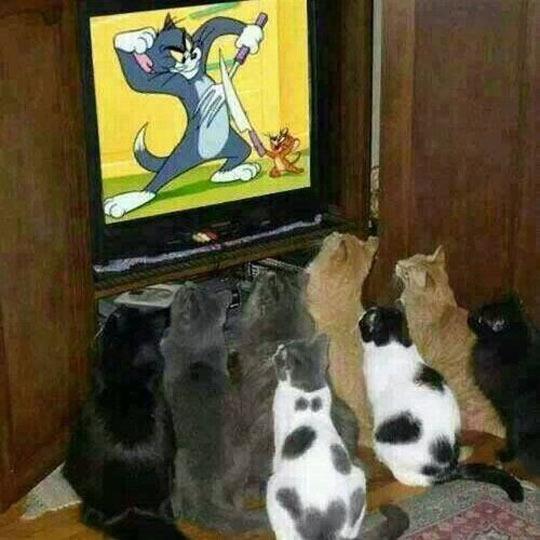 funny-cats-TV-Tom-Jerry-cartoon-1.jpg