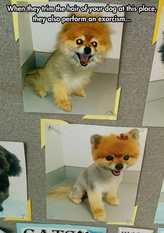 funny-cute-puppy-haircut-exorcism.jpg