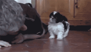 Cat Hyper Attack Gif Cat Hyper Attack Gif