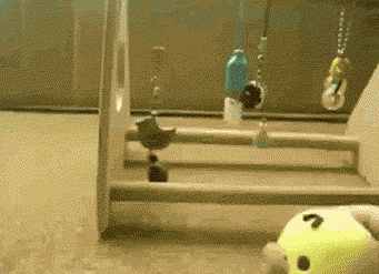 funny-gif-parrot-playing-toy.gif