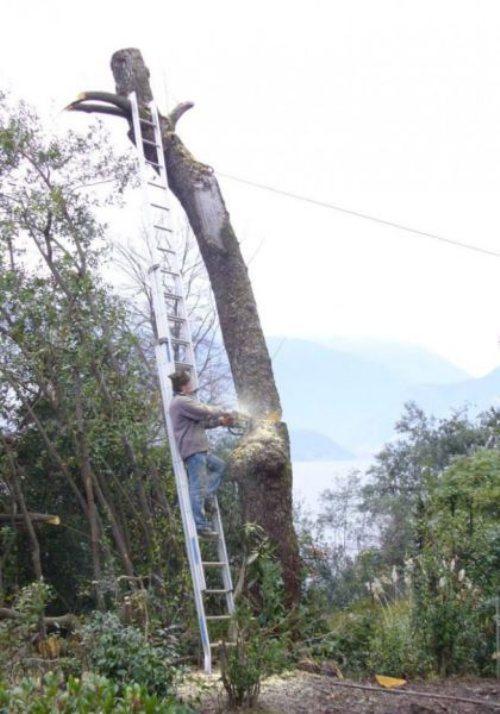 tree-fail-1.jpg