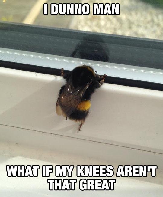 funny-bee-looking-out-window-1.jpg