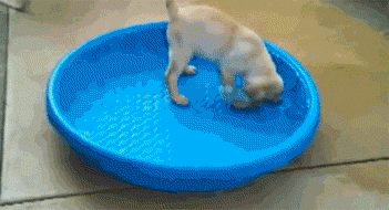 funny-gif-clumsy-puppy-falling-pool.gif