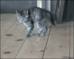 24 Cats That Forgot How to Cat | Pleated Jeans