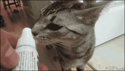 View Reaction Anime Gif Funny PNG