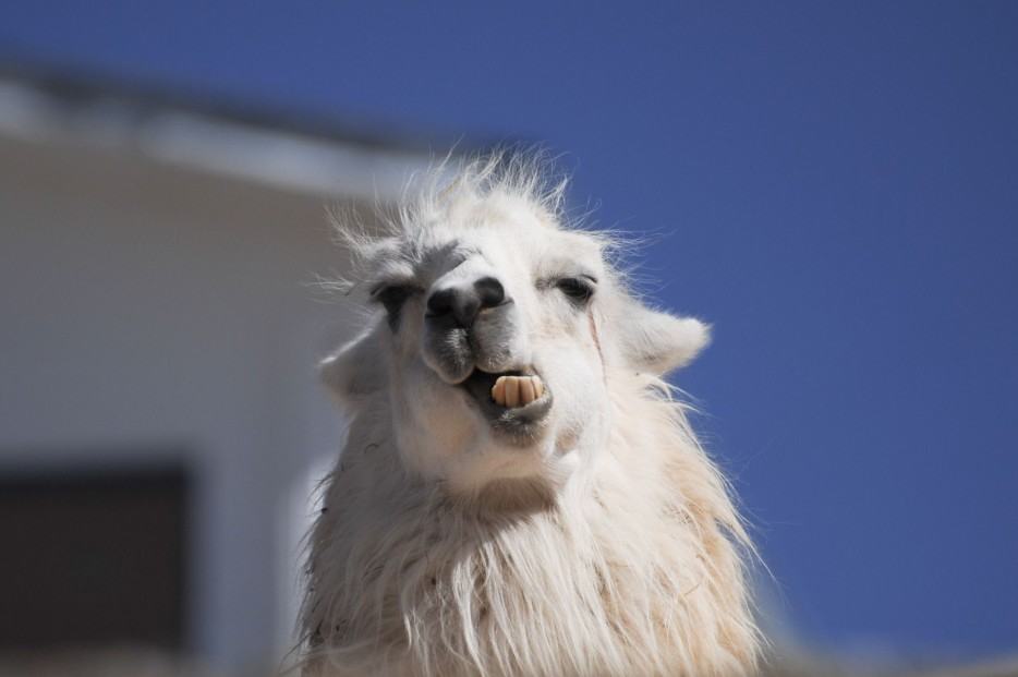 llamas are majestic 20