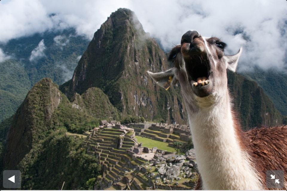 llamas are majestic ign