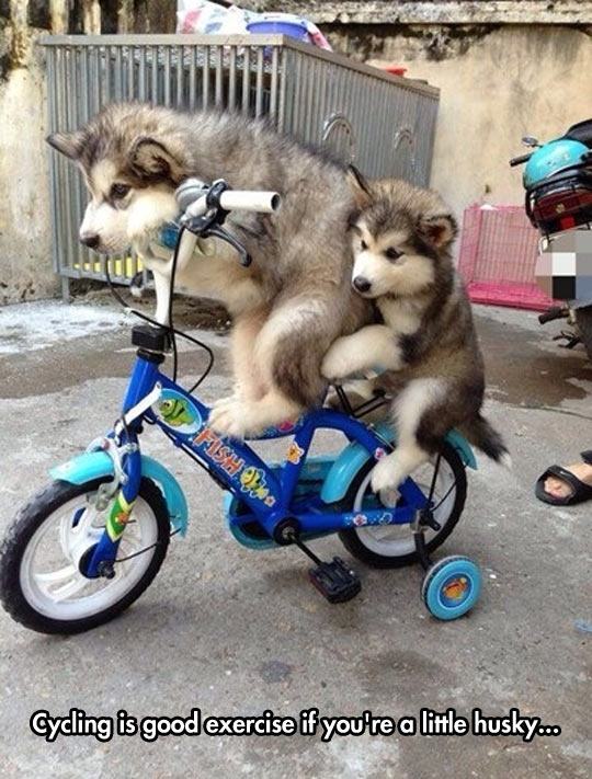 funny-cycling-baby-dog-Husky-1.jpg