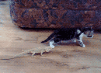 funny-gif-cat-lizard-scary.gif