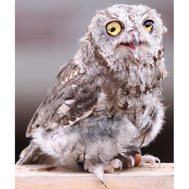 21 Adorable CrossEyed Animals