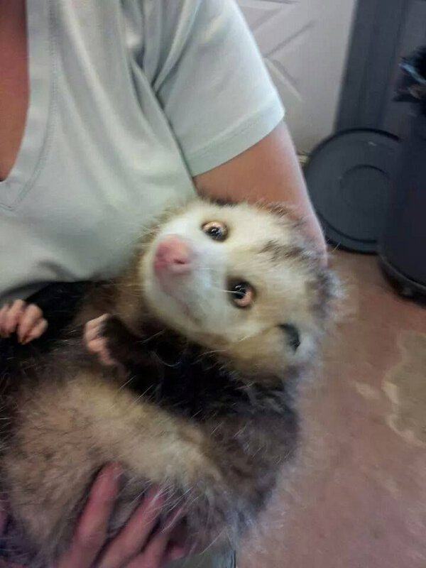 Funny bathroom rules toilet sign restroom mimsy clean humor reminder keep signs use super coworkers could awesome dump etiquette hilarious 21 Adorable Cross-Eyed Animals | Pleated Jeans