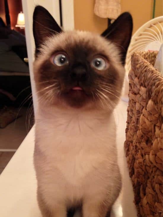 21 Adorable Cross-Eyed Animals