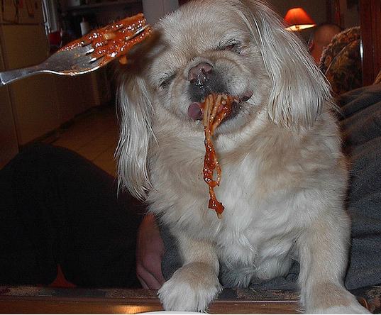 24 Animals That Are Totally on Drugs Right Now | Pleated Jeans