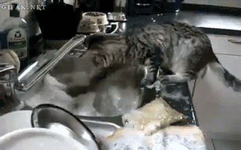 funny-gif-cat-washing-dishes.gif