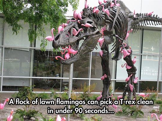 funny-T-rex-flamingos-lawn-1.jpg