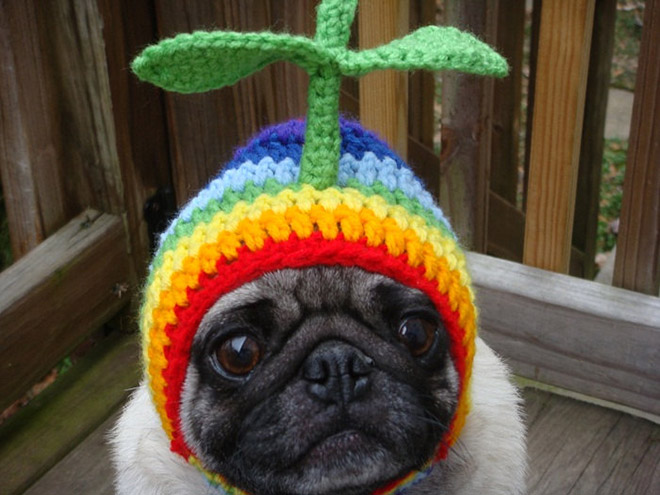 pugs hats sad pug is the model for these silly hats 16 pics pleated pugs hats sad pug is the model for these silly hats 16 pics pleated