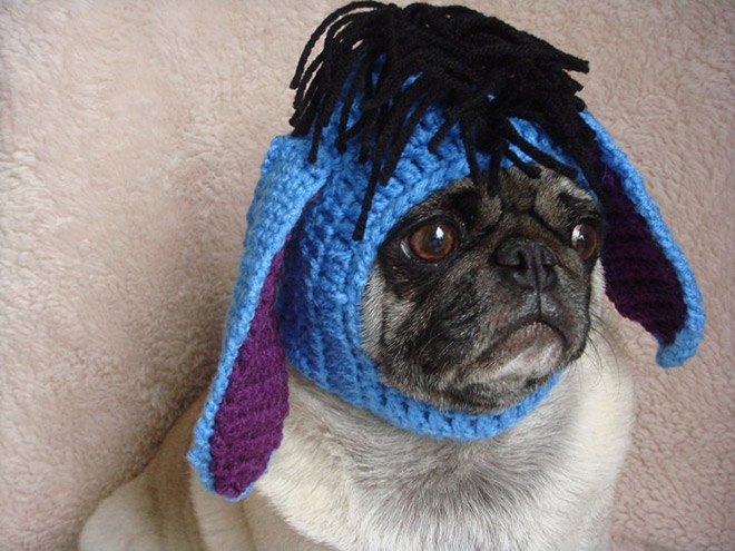 sad pugs sad pug is the model for these silly hats 16 pics pleated sad pugs sad pug is the model for these silly hats 16 pics pleated