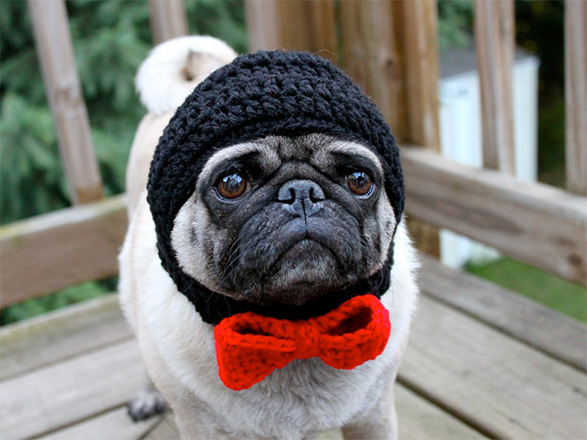 sad pugs sad pug is the model for these silly hats 16 pics pleated sad pugs sad pug is the model for these silly hats 16 pics pleated