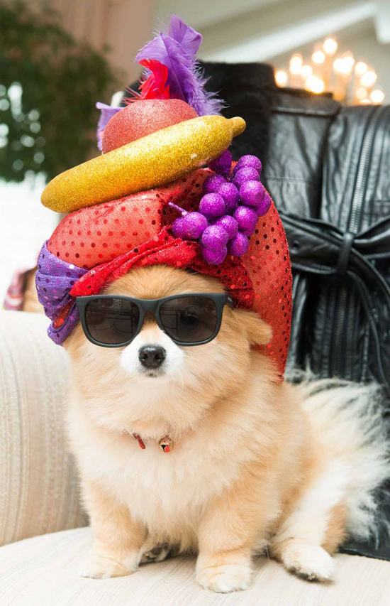 21 Adorable Animals Wearing Hats Pleated Jeans